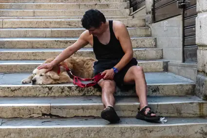 Dog on bridge with man