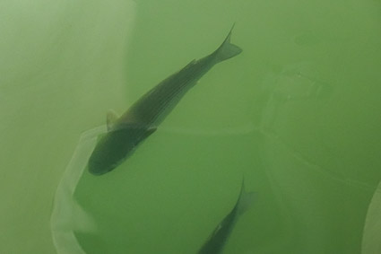 Fish in Venice canal (Ghetto Vecchio)