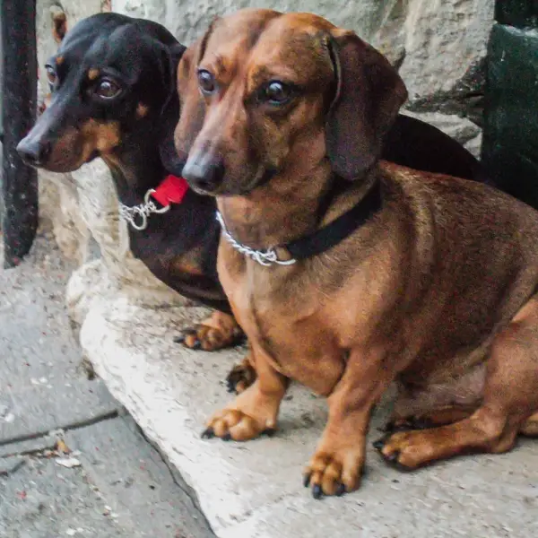 Dachshunds pose in a Venice doorway.