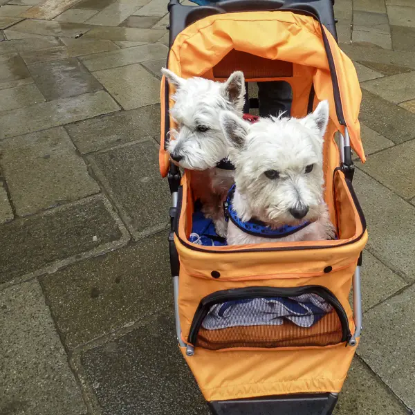 Two West Highland White Terriers share a stroller on a rainy day in Venice.