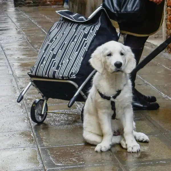 A dog poses with a shopping cart on a rainy day in Venice.