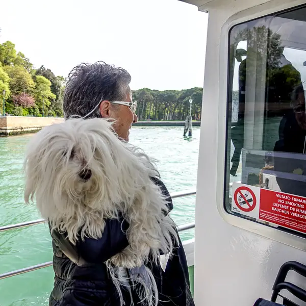 A dog naps on a bench in a Venice shoe store.