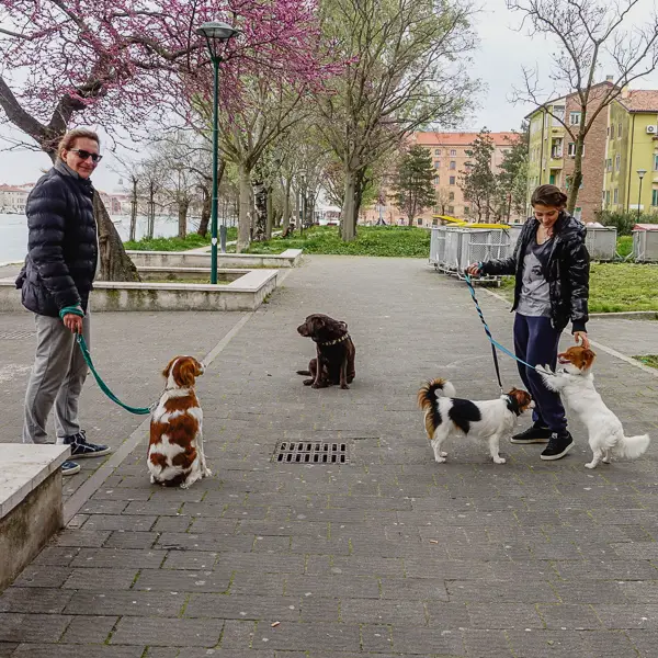 Venetian dogs have a playdate near the Sacca Fisola vaporetta stop on the island of Giudecca.