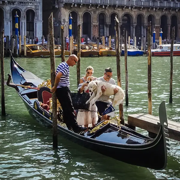 A man lifts his dog into a gondola on Venice's Grand Canal.