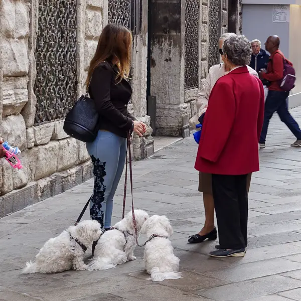 For the woman on the left, it's a three-dog day in Venice.