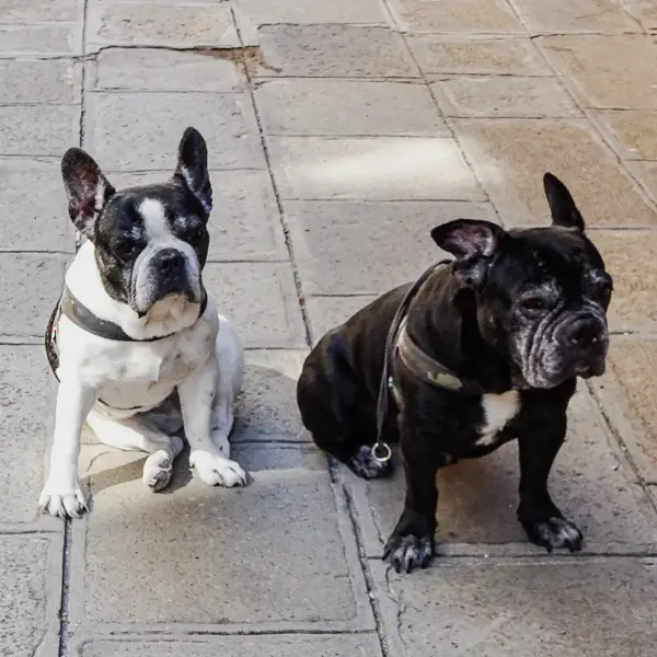 French bulldogs in Venice, Italy.