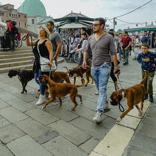 Humans aren't the only visitors who enjoy group tours in Venice.