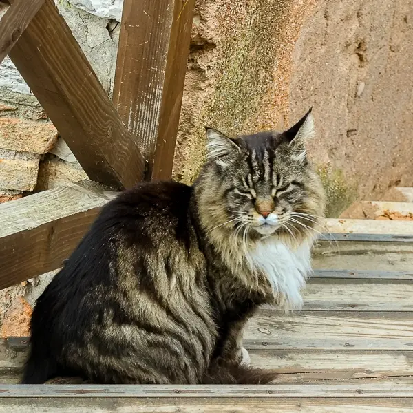 A Maine Coon cat relaxes on a bridge in Venice's Cannaregio district.