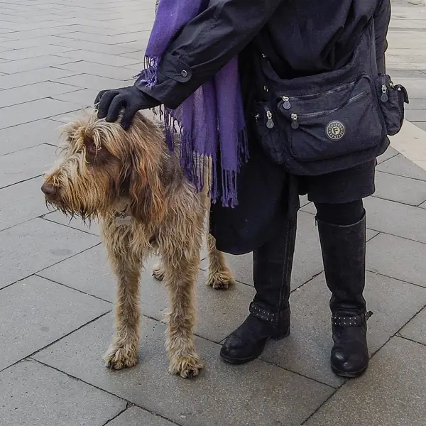 A dog makes friends with Cheryl imboden in Venice's Via Garibaldi.