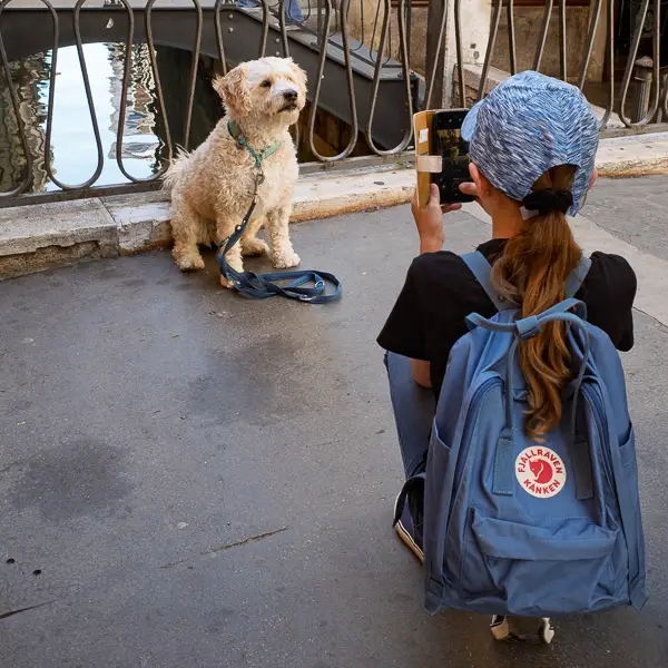 A pup poses for a photo on a bridge in Venice, Italy.