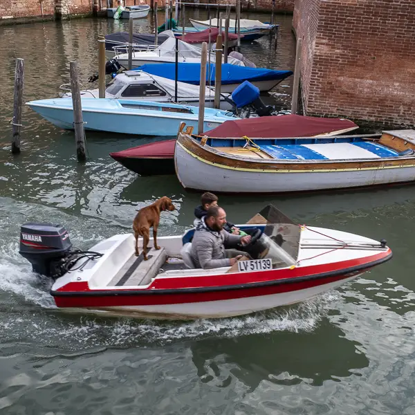 A dog rides on a speedboat in Venice's Cannaregio district.