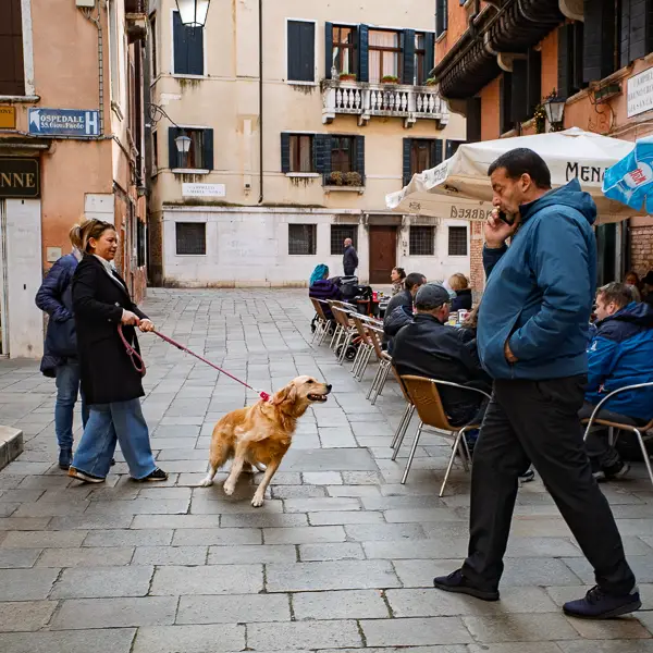A retriever leans into a greeting on a neighborhood square in Venice, Italy
