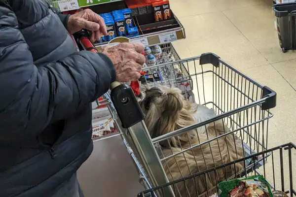 Dog in shopping cart at Despar supermarket in Venice.
