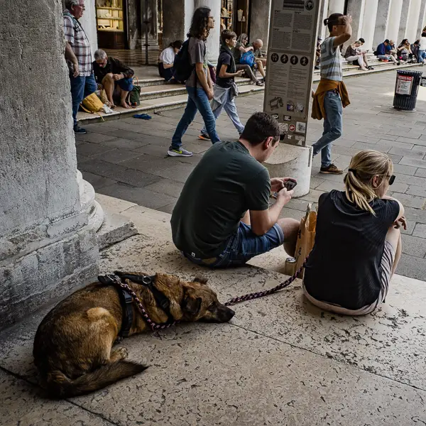 A retriever leans into a greeting on a neighborhood square in Venice, Italy
