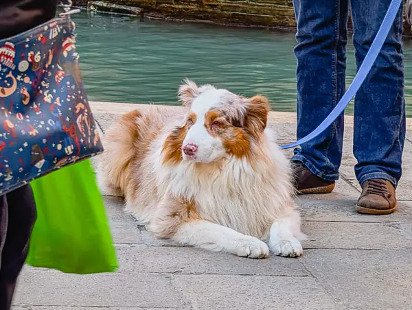 Dog in Cannaregio, Venice, Italy.