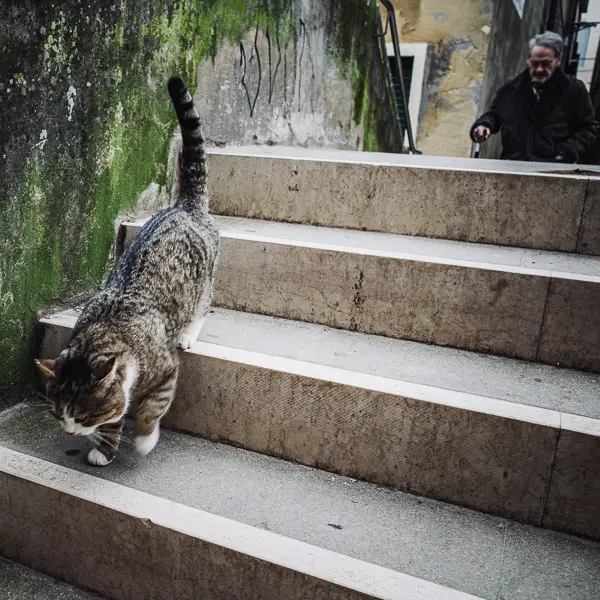 A cat makes its way across one of Venice, Italy's more than 400 footbridges.