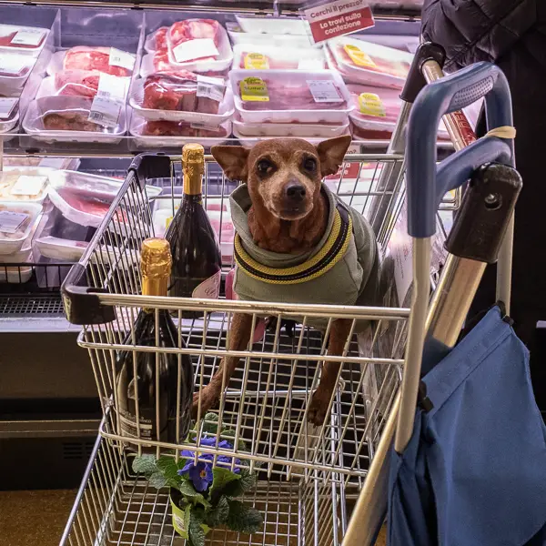 A dog rides in a shopping cart at Venice's most beautiful supermarket, the Despar Teatro Italia.