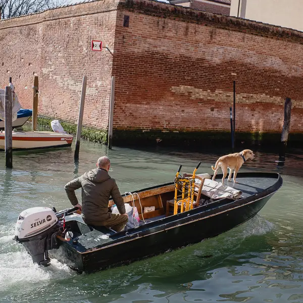 A lookout dog watches for obstacles on a canal in Venice's Cannaregio district.