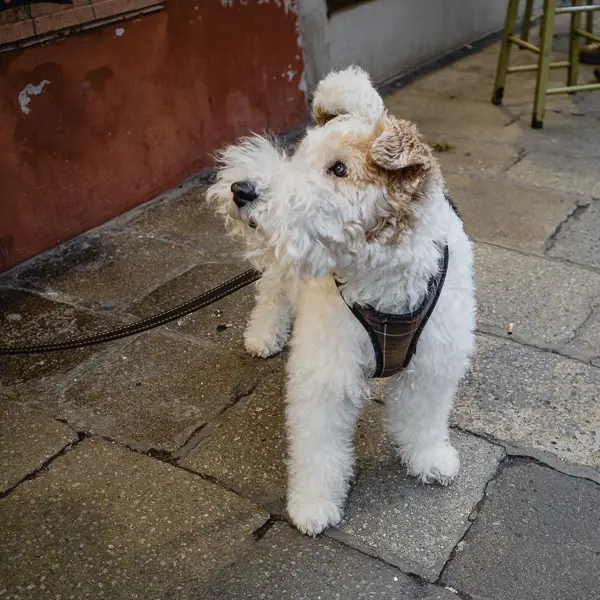 A wire-haired fox terrier strikes an alert pose outside a café in Venice.
