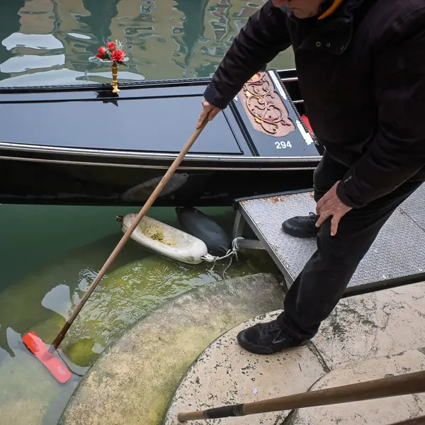 A man cleans algae from stone steps in a gondola basin behind the Piazza San Marco.