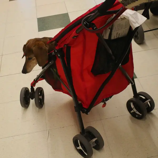 A dog enjoys a stroller ride in Venice, Italy.