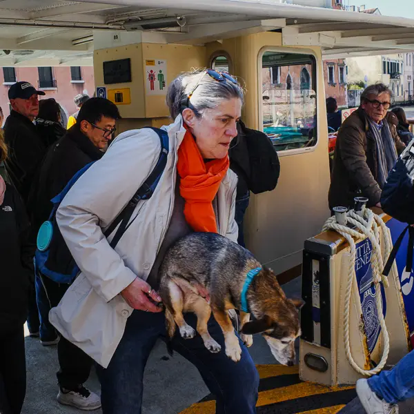 A woman carries her dog off a vaporetto at the San Marcuola waterbus station on Venice's Grand Canal.