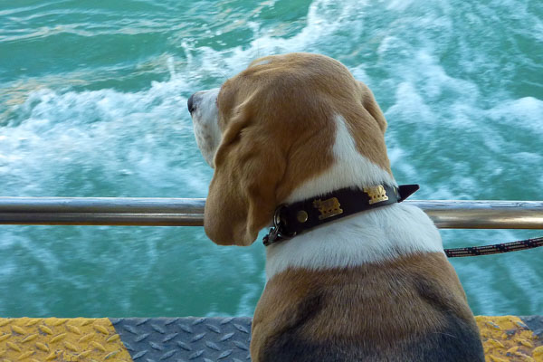 Beagle on Linea 2 vaporetto, Venice.