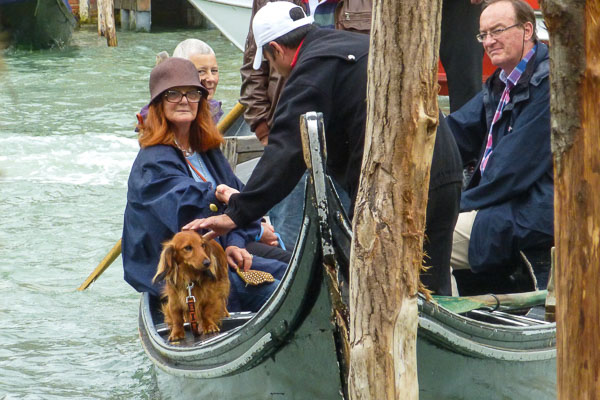 Dachsund on traghetto in Venice's Grand Canal.