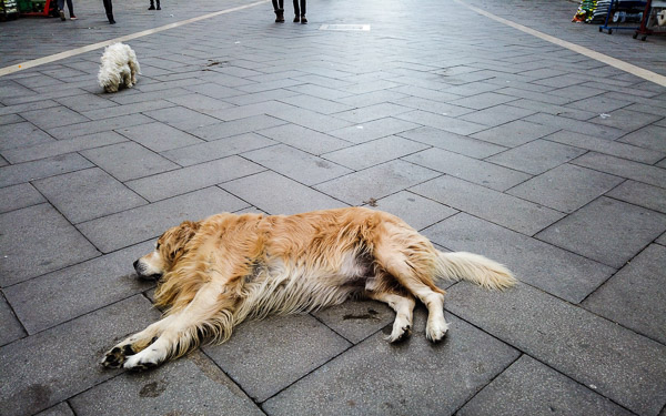 Sleeping dog in Venice's Via Garibaldi.
