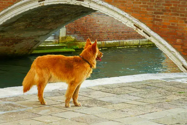 A dog in Venice, Italy.