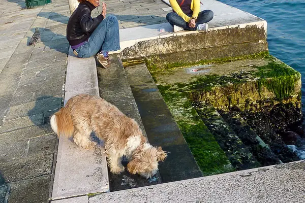 Dog on Zattere, Venice, Italy.