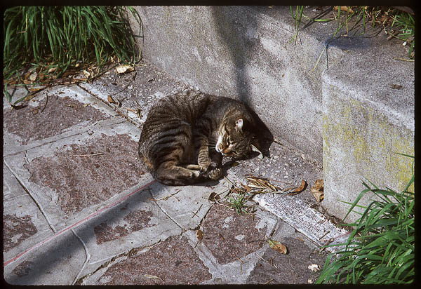 Cat in Venice, 1999