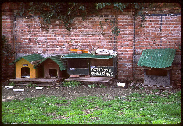 DINGO cat shelter, Venice, 1999