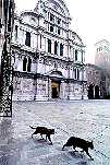 Cats in a Venice square