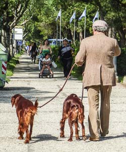 Man with dogs on Gran Viale Santa Maria Elisabetta
