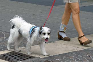 Dog in the Piazza Ferretto - Mestre
