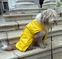 Maggie at La Fenice