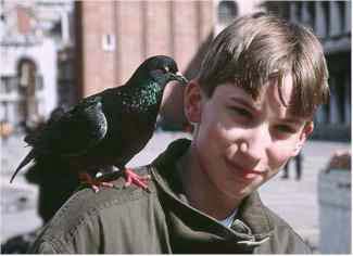 Pigeon and Anders Imboden in the Piazza San Marco