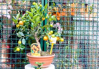 Citrus tree in Venice
